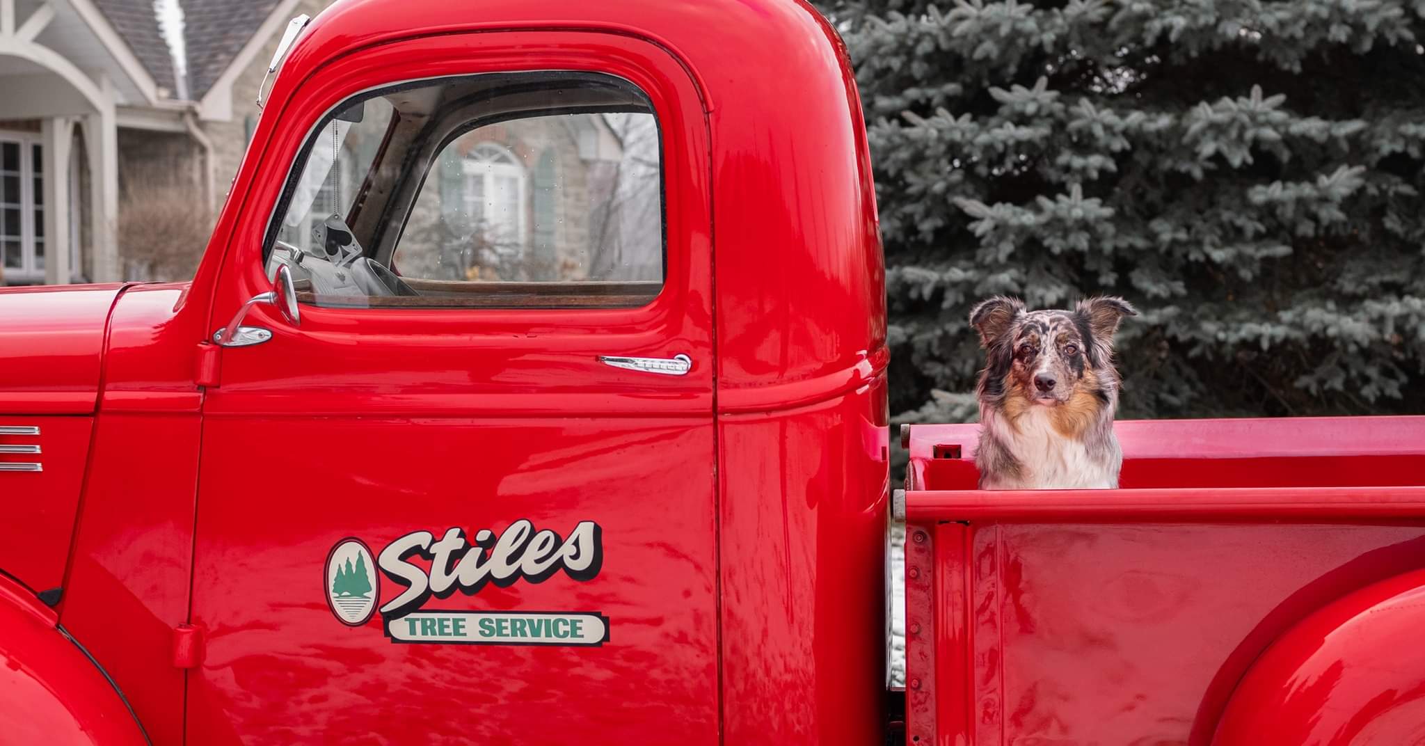 Stiles Tree Service truck with dog in cab